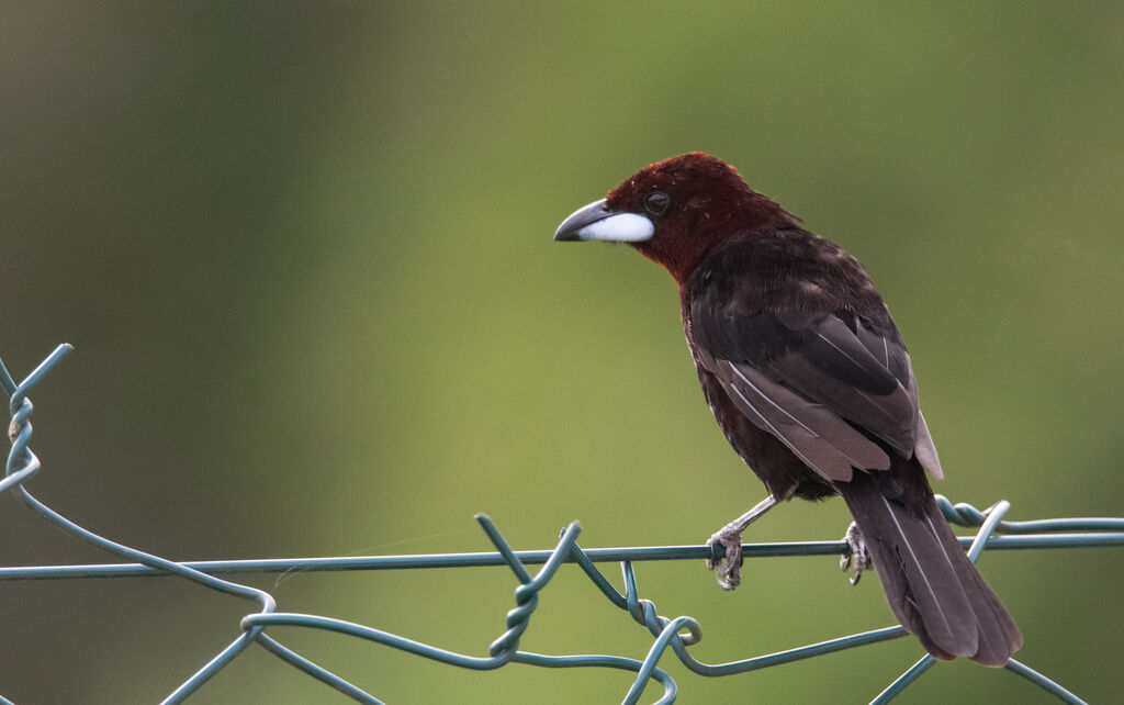 Silver-beaked Tanager