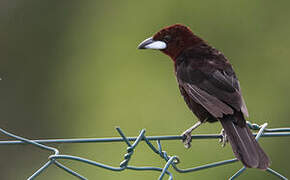 Silver-beaked Tanager