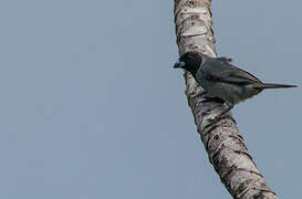 Black-faced Tanager