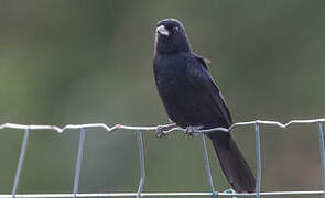 White-lined Tanager