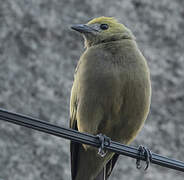 Palm Tanager