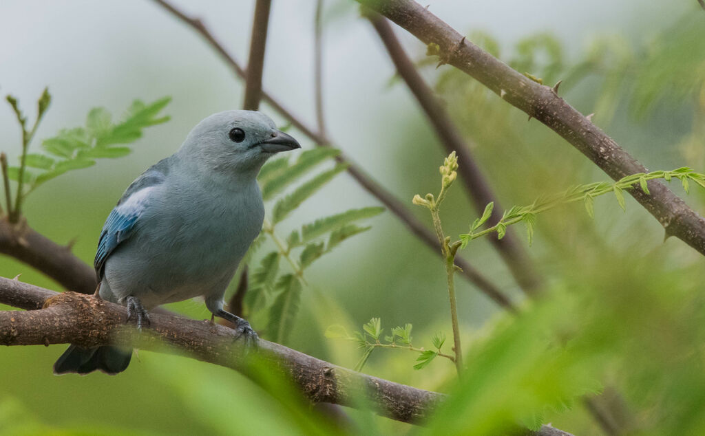 Blue-grey Tanager