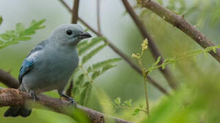 Blue-grey Tanager