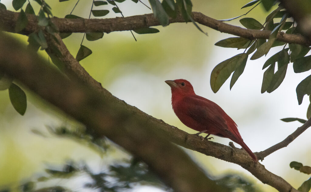 Summer Tanager