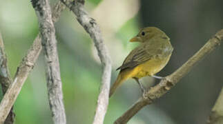 Summer Tanager