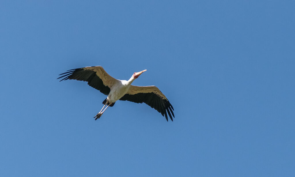 Yellow-billed Stork