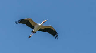 Yellow-billed Stork