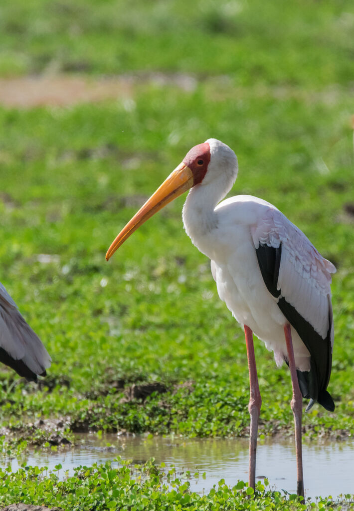 Yellow-billed Stork