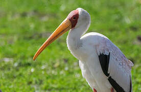 Yellow-billed Stork