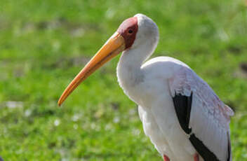 Tantale ibis