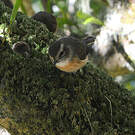 Tarier de la Réunion