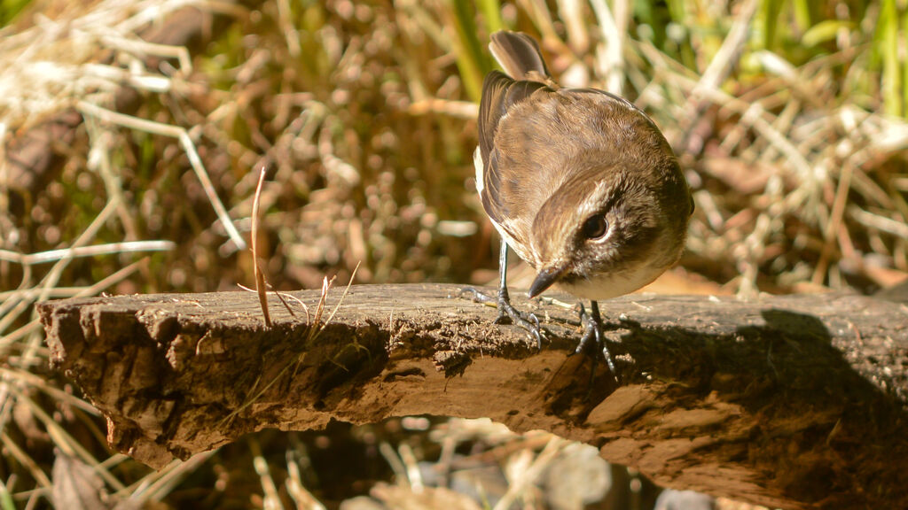 Reunion Stonechat