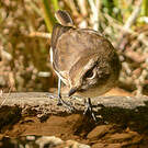 Tarier de la Réunion