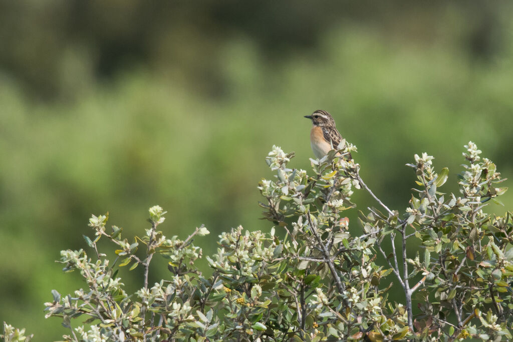 Whinchat