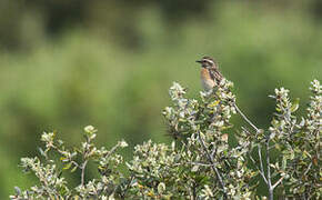 Whinchat