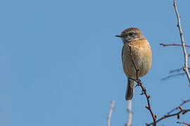 European Stonechat