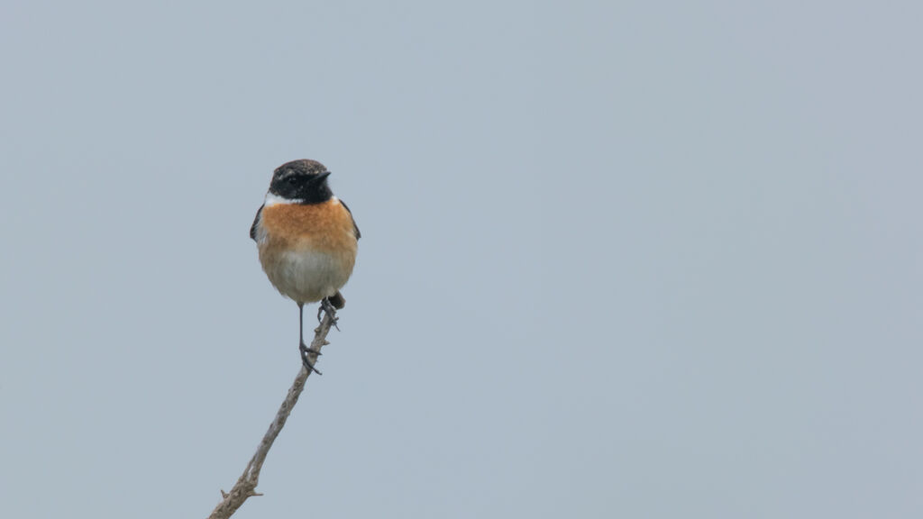 European Stonechat