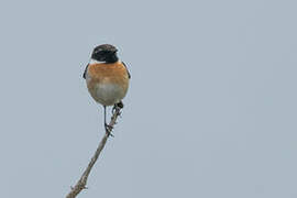 European Stonechat