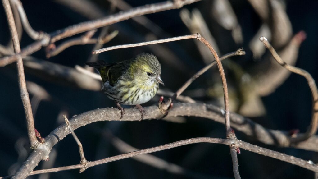 Eurasian Siskin female