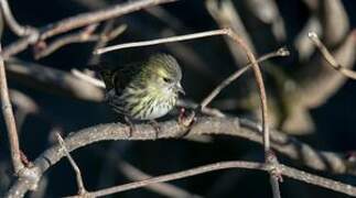 Eurasian Siskin