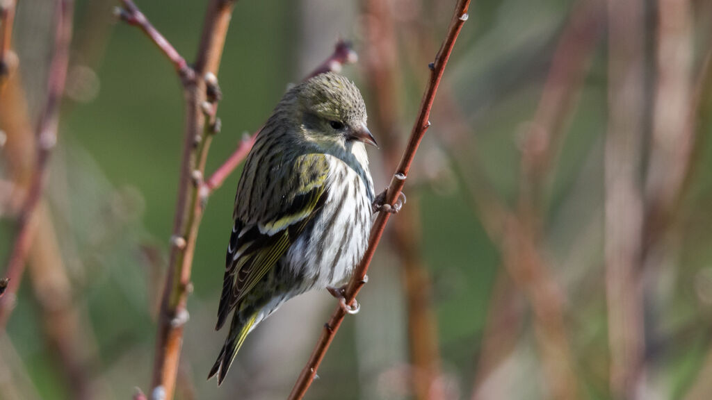 Eurasian Siskin