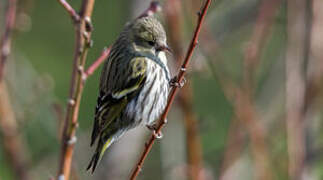 Eurasian Siskin