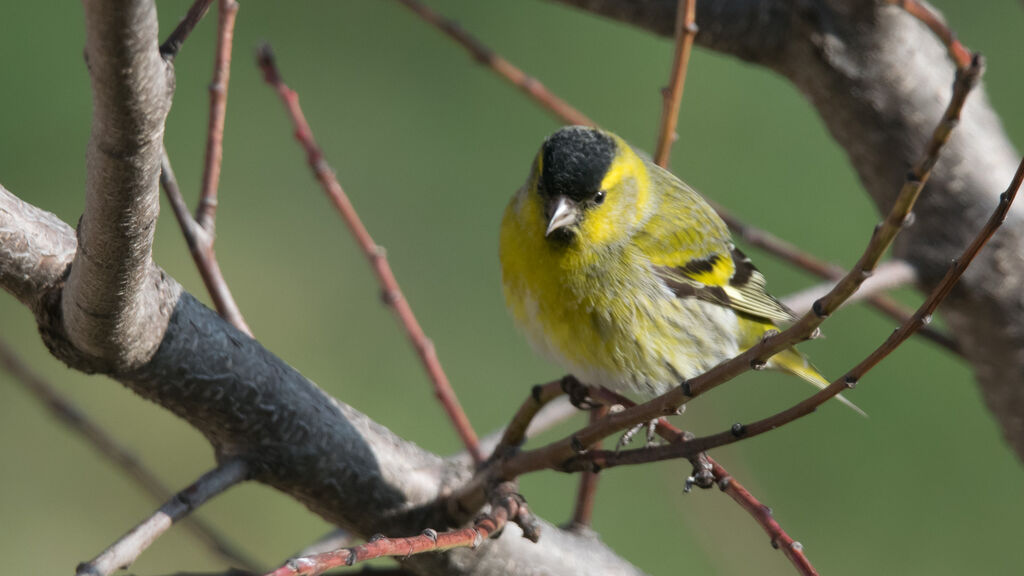 Eurasian Siskin male