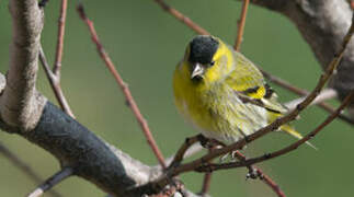 Eurasian Siskin