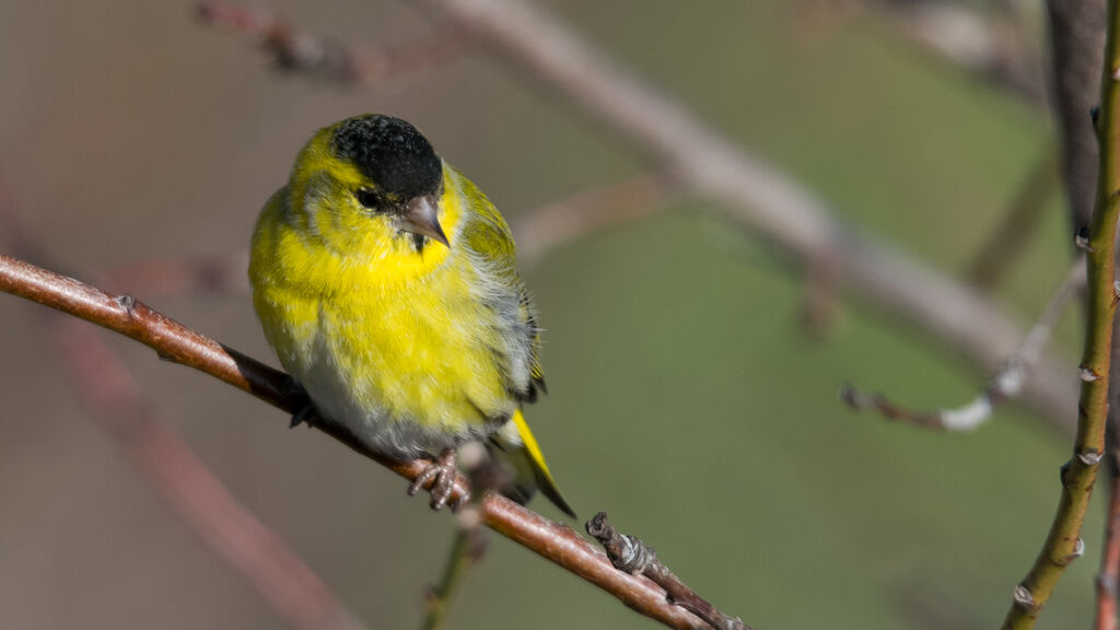 Eurasian Siskin male