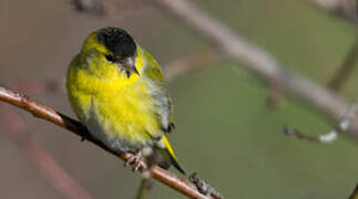 Eurasian Siskin