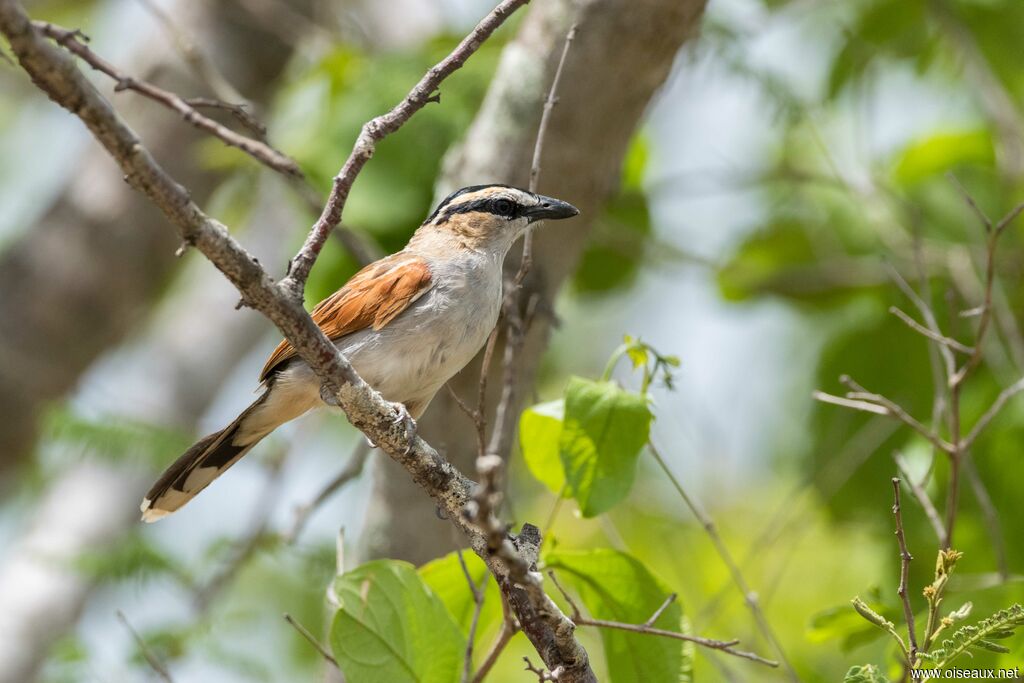 Black-crowned Tchagra