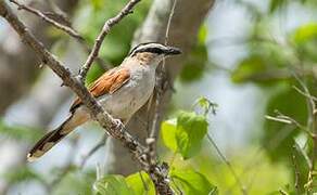 Black-crowned Tchagra