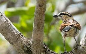 Black-crowned Tchagra