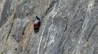 Wallcreeper