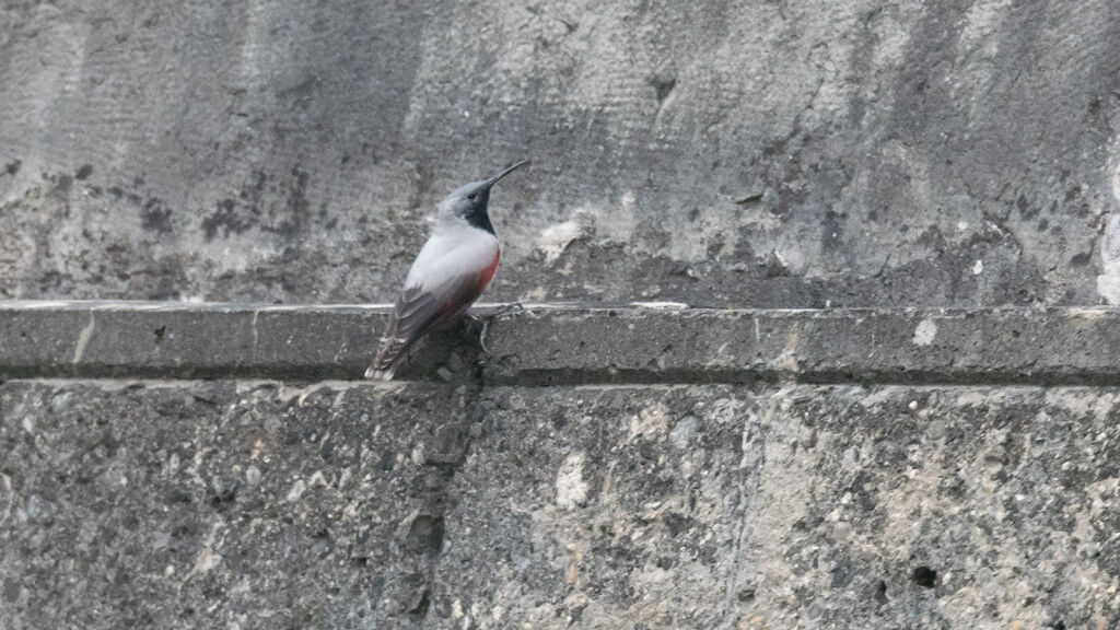 Wallcreeper