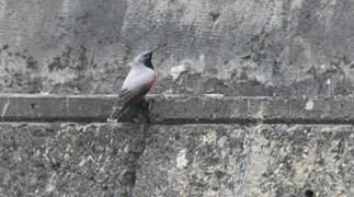 Wallcreeper