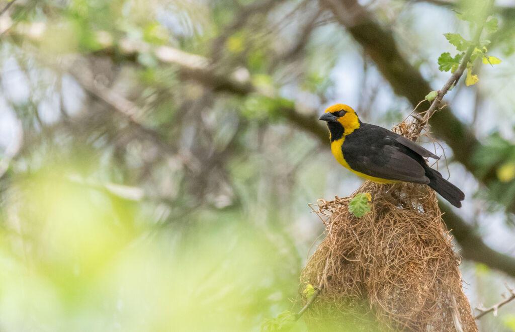 Black-necked Weaver