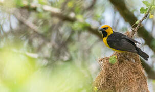 Black-necked Weaver