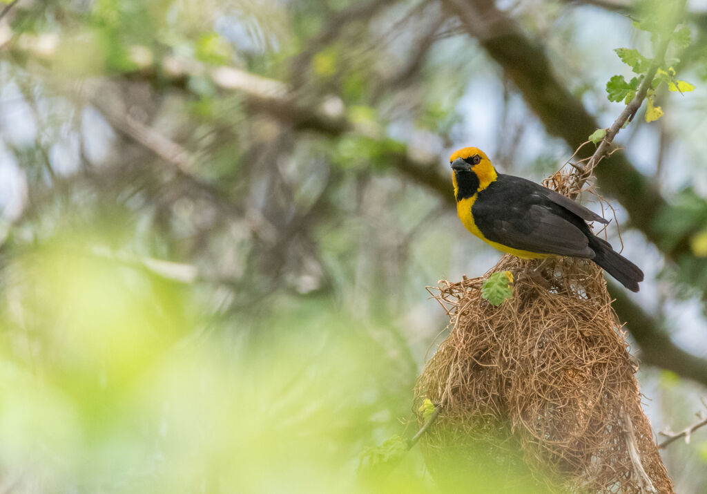 Black-necked Weaver