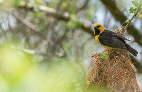 Black-necked Weaver