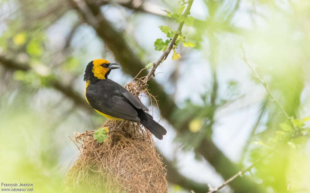 Black-necked Weaver male adult breeding, pigmentation, Reproduction-nesting