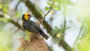 Black-necked Weaver