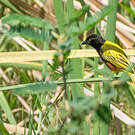 Tisserin à dos d'or