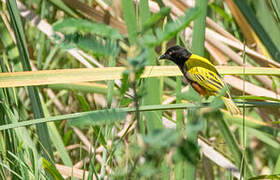 Golden-backed Weaver