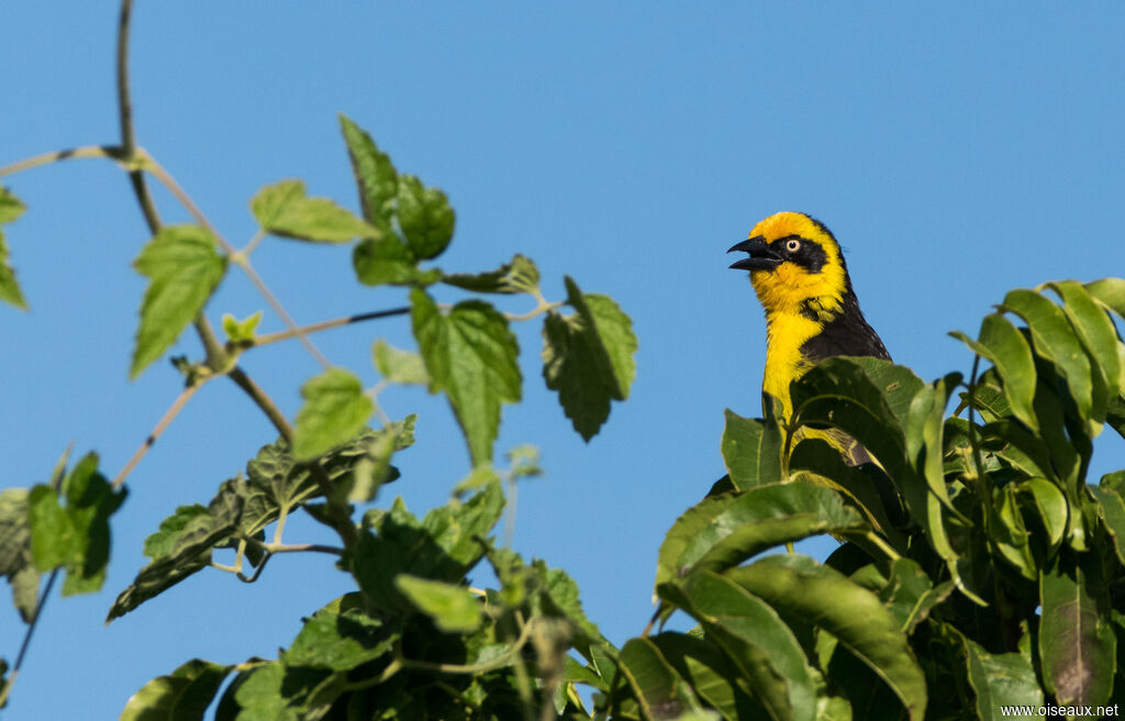 Baglafecht Weaver