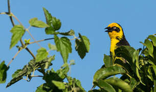 Baglafecht Weaver