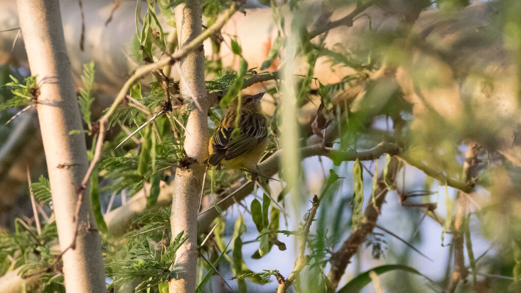 Taveta Weaver