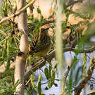 Tisserin de Taveta