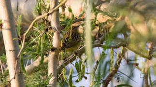 Taveta Weaver