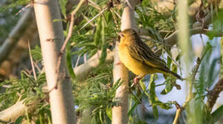 Taveta Weaver